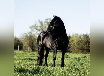 Gypsy Horse Mix, Gelding, 7 years, 14 hh, Black