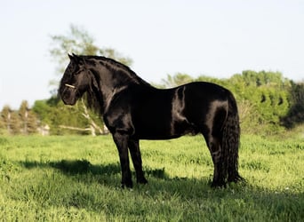 Gypsy Horse Mix, Gelding, 7 years, 14 hh, Black