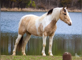 Gypsy Horse, Gelding, 7 years, 14 hh, Buckskin