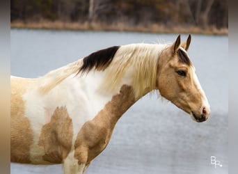 Gypsy Horse, Gelding, 7 years, 14 hh, Buckskin
