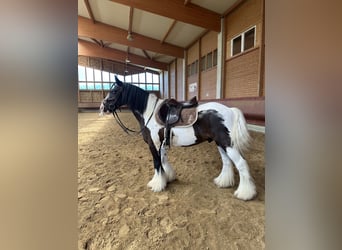 Gypsy Horse, Gelding, 7 years, 14 hh, Pinto