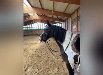 Gypsy Horse, Gelding, 7 years, 14 hh, Pinto