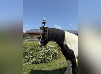 Gypsy Horse, Gelding, 7 years, 14 hh, Pinto