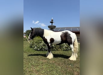 Gypsy Horse, Gelding, 7 years, 14 hh, Pinto