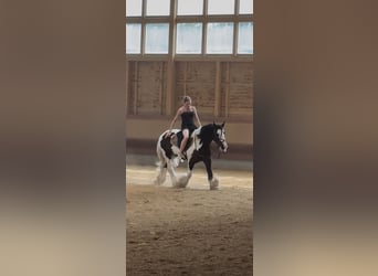 Gypsy Horse, Gelding, 7 years, 14 hh, Pinto