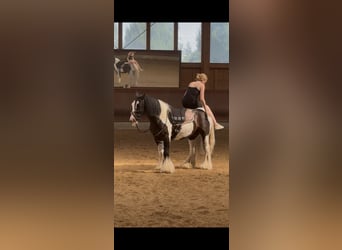 Gypsy Horse, Gelding, 7 years, 14 hh, Pinto