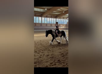 Gypsy Horse, Gelding, 7 years, 14 hh, Pinto
