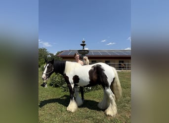 Gypsy Horse, Gelding, 7 years, 14 hh, Pinto