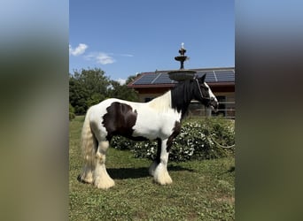 Gypsy Horse, Gelding, 7 years, 14 hh, Pinto