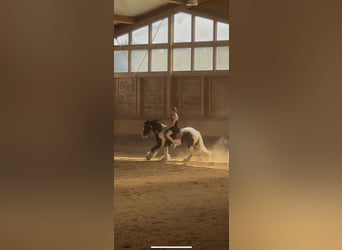 Gypsy Horse, Gelding, 7 years, 14 hh, Pinto