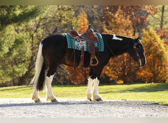 Gypsy Horse Mix, Gelding, 7 years, 14,2 hh, Tobiano-all-colors