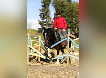 Gypsy Horse Mix, Gelding, 7 years, 14,2 hh, Tobiano-all-colors