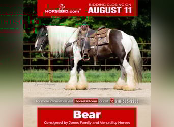 Gypsy Horse, Gelding, 7 years, 14,3 hh