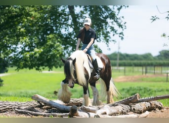 Gypsy Horse, Gelding, 7 years, 14,3 hh