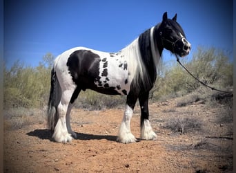 Gypsy Horse, Gelding, 7 years, 15.2 hh