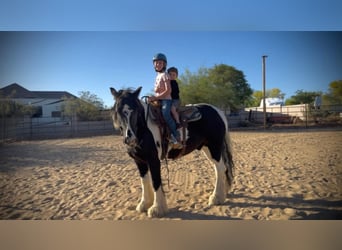 Gypsy Horse, Gelding, 7 years, 15.2 hh