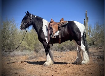 Gypsy Horse, Gelding, 7 years, 15.2 hh