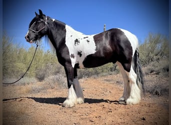 Gypsy Horse, Gelding, 7 years, 15.2 hh