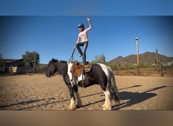 Gypsy Horse, Gelding, 7 years, 15.2 hh