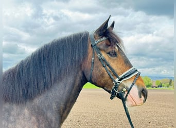 Gypsy Horse, Gelding, 7 years, 15 hh, Bay-Dark