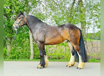 Gypsy Horse, Gelding, 7 years, 15 hh, Bay-Dark