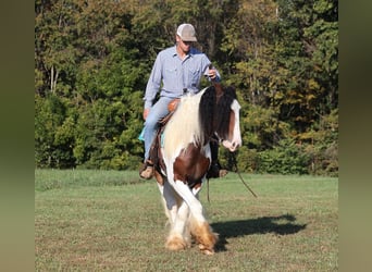 Gypsy Horse, Gelding, 7 years, 15 hh, Bay