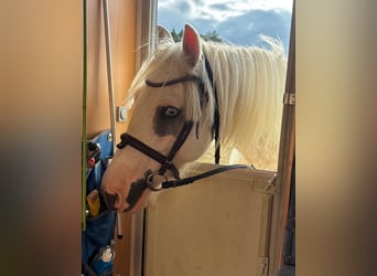 Gypsy Horse, Gelding, 7 years, 15 hh, Brown Falb mold