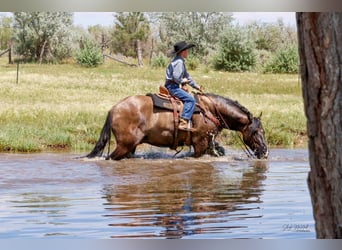 Gypsy Horse, Gelding, 7 years, 15 hh, Grullo