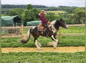 Gypsy Horse Mix, Gelding, 7 years, 15 hh, Pinto