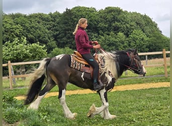 Gypsy Horse Mix, Gelding, 7 years, 15 hh, Pinto
