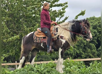 Gypsy Horse Mix, Gelding, 7 years, 15 hh, Pinto