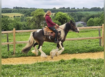 Gypsy Horse Mix, Gelding, 7 years, 15 hh, Pinto