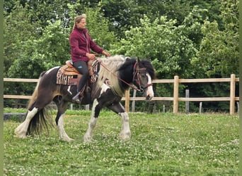 Gypsy Horse Mix, Gelding, 7 years, 15 hh, Pinto