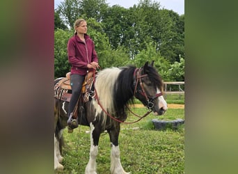 Gypsy Horse Mix, Gelding, 7 years, 15 hh, Pinto