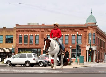 Gypsy Horse Mix, Gelding, 7 years, 15 hh, Pinto