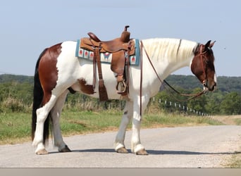 Gypsy Horse Mix, Gelding, 7 years, 15 hh, Pinto