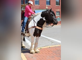 Gypsy Horse, Gelding, 7 years, 15 hh, Pinto