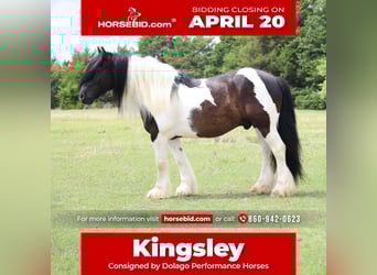 Gypsy Horse, Gelding, 7 years, 15 hh, Pinto