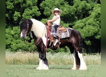 Gypsy Horse, Gelding, 7 years, 15 hh, Tobiano-all-colors