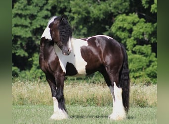 Gypsy Horse, Gelding, 7 years, 15 hh, Tobiano-all-colors