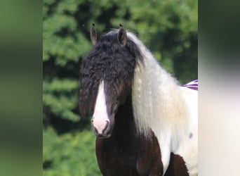 Gypsy Horse, Gelding, 7 years, 15 hh, Tobiano-all-colors