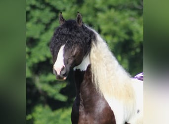 Gypsy Horse, Gelding, 7 years, 15 hh, Tobiano-all-colors