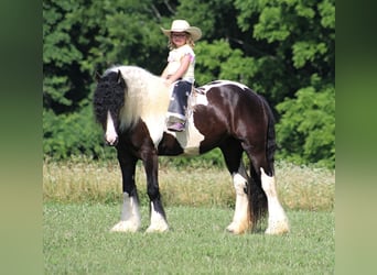 Gypsy Horse, Gelding, 7 years, 15 hh, Tobiano-all-colors