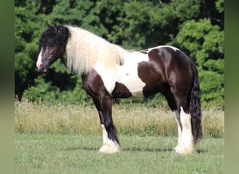 Gypsy Horse, Gelding, 7 years, 15 hh, Tobiano-all-colors