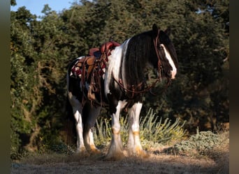 Gypsy Horse, Gelding, 7 years, 15 hh