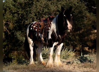 Gypsy Horse, Gelding, 7 years, 15 hh