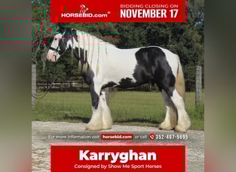 Gypsy Horse, Gelding, 7 years, 15,1 hh, Pinto