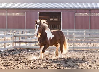 Gypsy Horse Mix, Gelding, 7 years, 16.3 hh, Chestnut