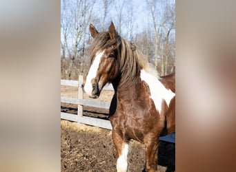 Gypsy Horse Mix, Gelding, 7 years, 16.3 hh, Chestnut