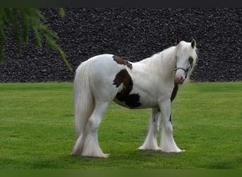 Gypsy Horse, Gelding, 7 years, 16 hh